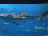 DSCN0845