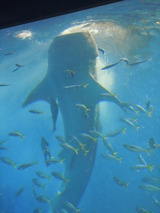 DSCN0914