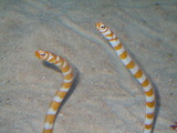DSCN0837