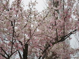 awaji5