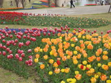 awaji6