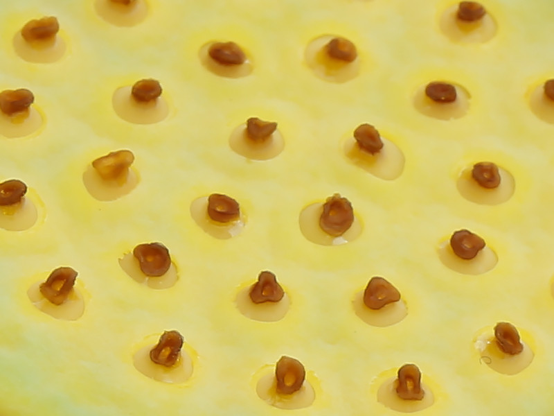 Banpaku20150710E