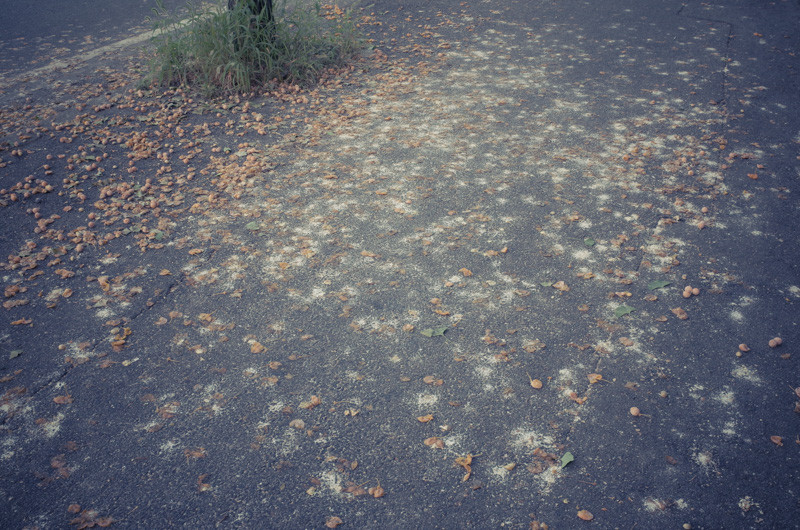 Banpaku20140929A