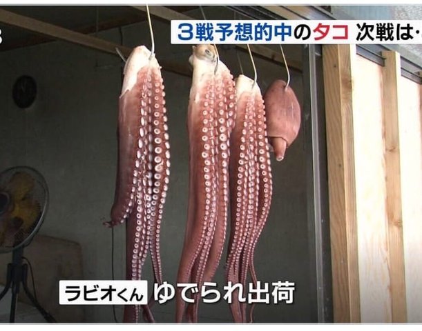 ラビオたこ