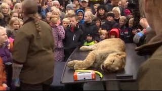 オーデンセ動物園ライオン