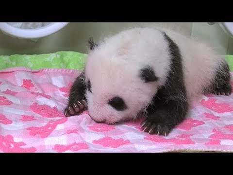 pandababy