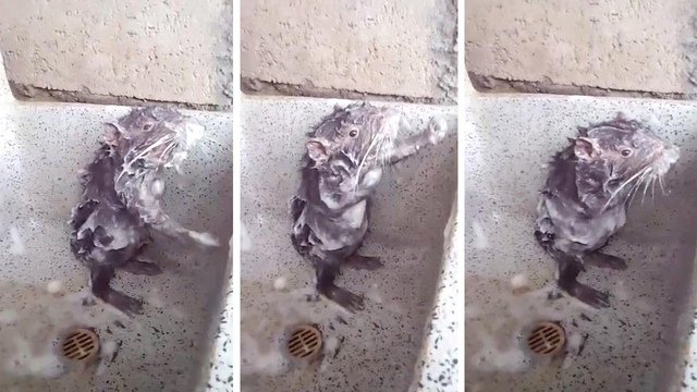 rat