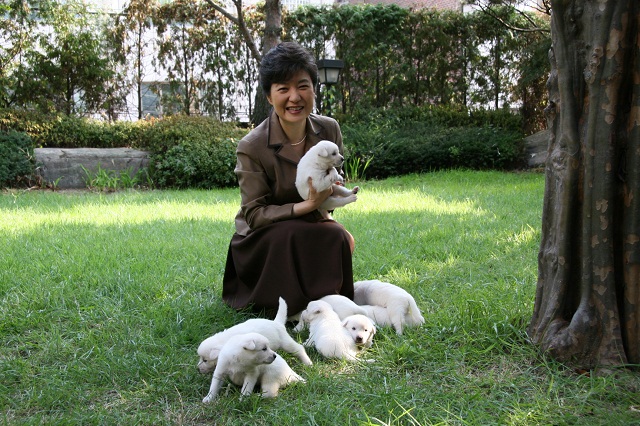 朴槿恵9匹の犬