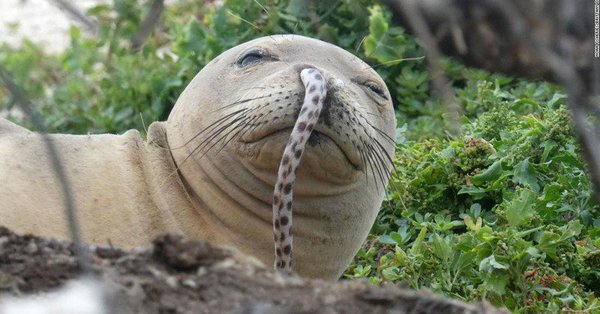 ウナギ詰まったハワイモンクアザラシ