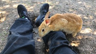 ウサギの島