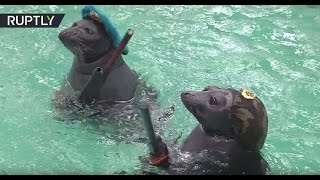 バイカルアザラシ