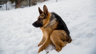 quasi-dog