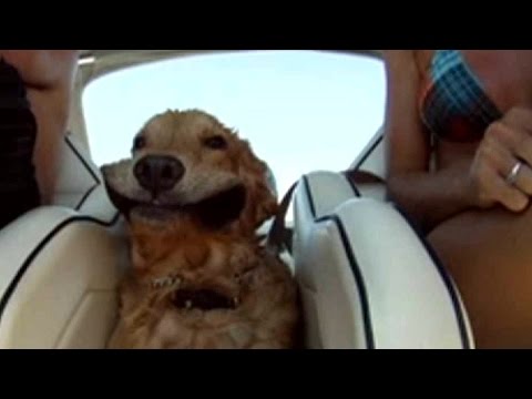 風と戦う犬