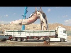クジラをトラックで処分