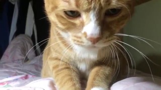 韓国の猫