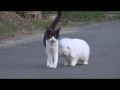 猫とウサギ