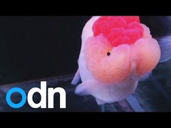金魚美人コンテスト