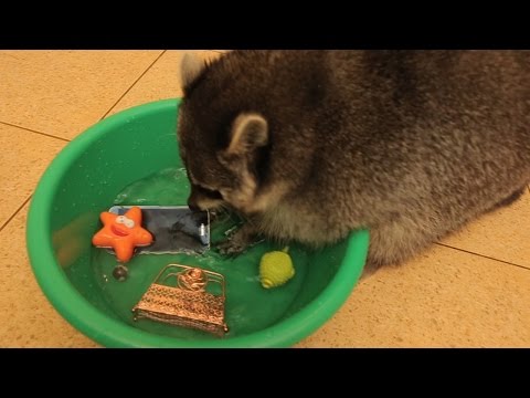 アライグマスマホ