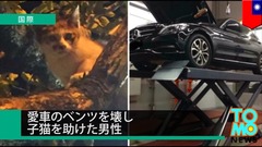ベンツCクラス猫