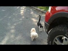 目の見えない犬を助ける猫