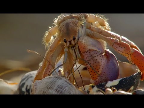 ヤドカリ引っ越し