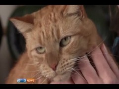 犬猫輸血