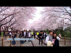 十里の桜並木