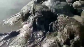 アカプルコ未知の生物