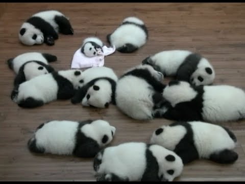 双子パンダ6組