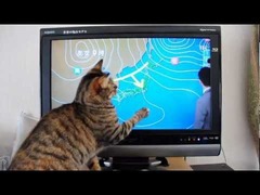 猫NHK天気予報