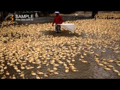 台湾の養鴨