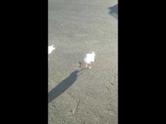 タップダンスカモメ