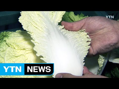 白菜の保存