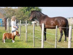 最小の馬
