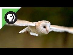 フクロウ消音