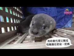 台北動物園カワウソ
