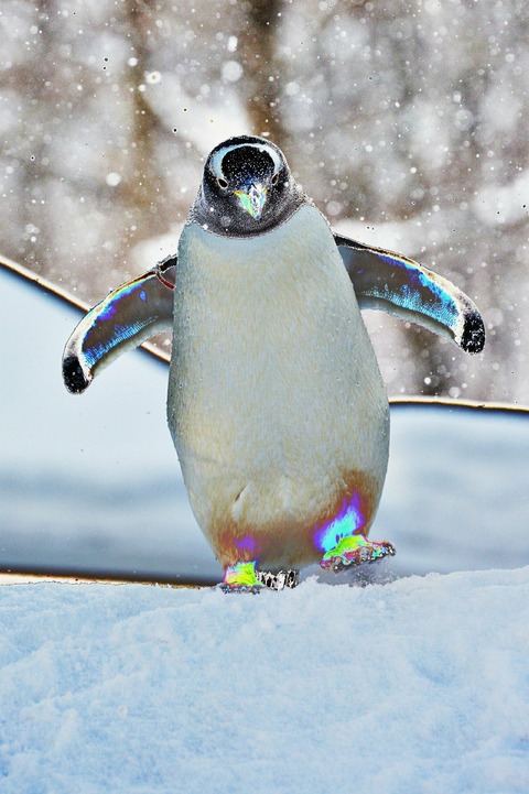 [画像:7ad43d53-s.jpg]