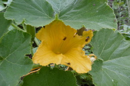 P1000119