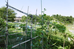 P1000117