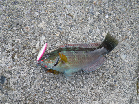 IMGP6689
