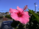 hibiscus