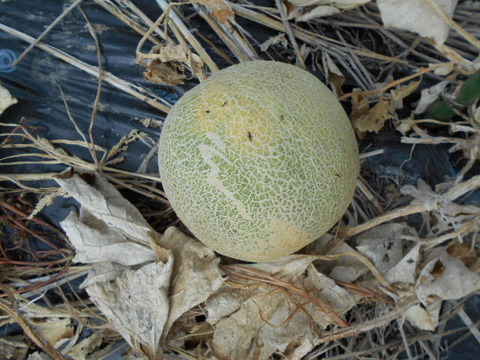 DSCN1445