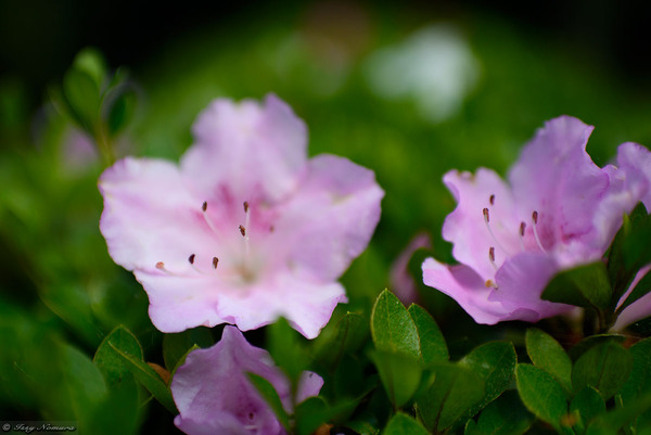 D810+35mmF1.8