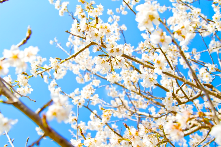桜と防災 危機管理 Blog