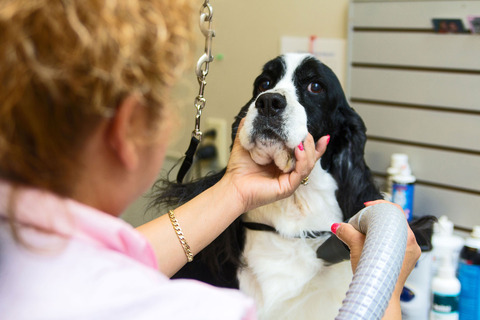 LexingtonAnimalHospital-details-2516-1