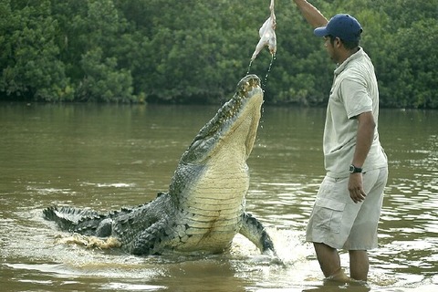 Crocs-in-Costa-Rica