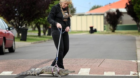 456956-crocodile