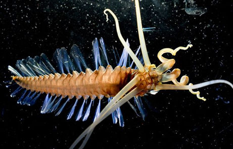 census-marine-life-best-pictures-41_27022_big