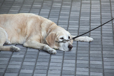 dog_img02