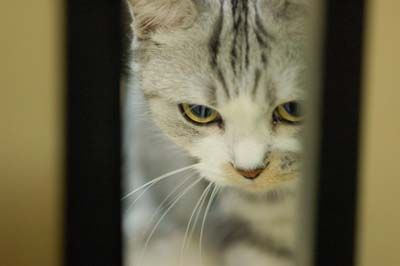 lovelycat14
